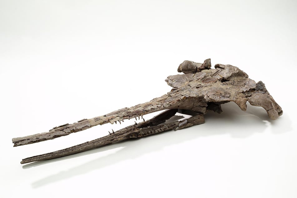 Ein Münchner Forscherteam hat dieses bisher einzige Fossil des Ur-Delfins entdeckt.