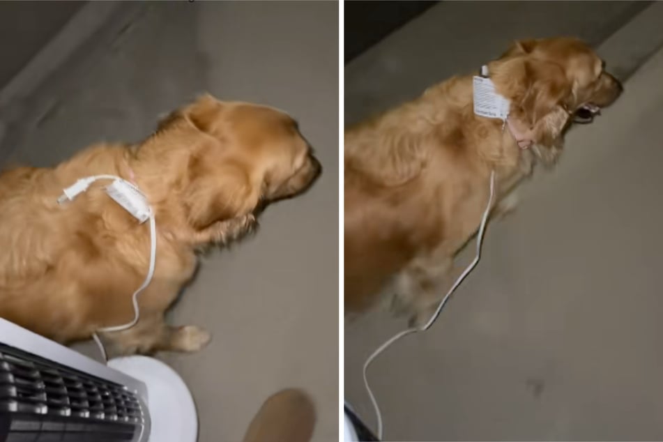 Mit einem Lüfter wurde Golden-Retriever-Dame Charly ausgeführt.
