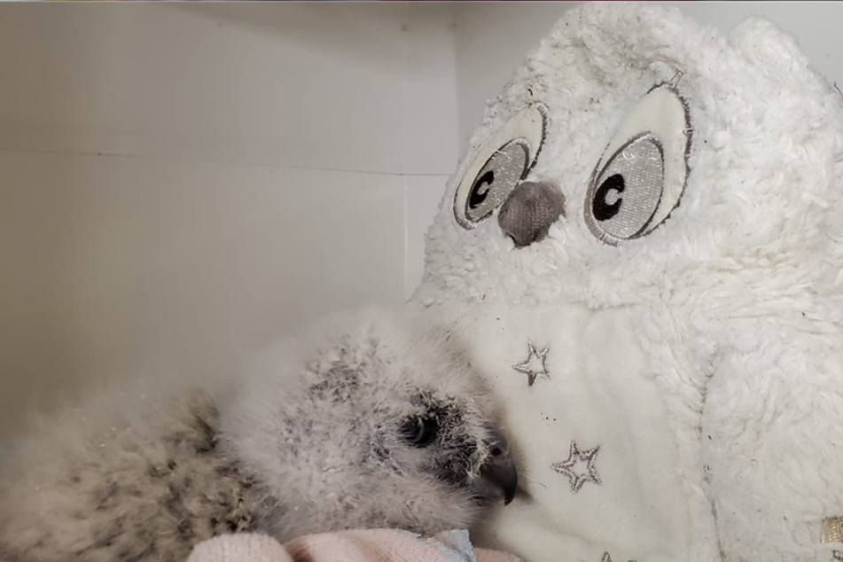 The little owlet loves to snuggle with his stuffed mama owl.