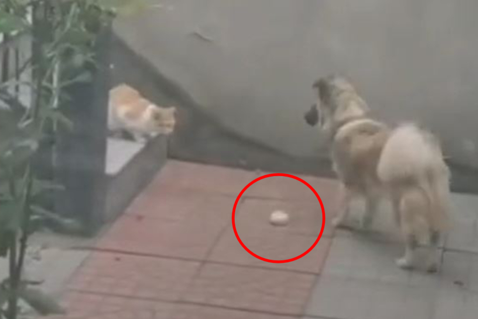 Der Hund namens Pudding legte sein Brötchen vor der Katze hin. Was hatte er vor?
