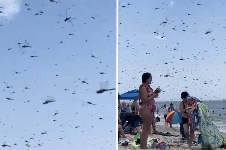 Beachgoers in the state of Rhode Island were surprised by a huge swarm of dragonflies this past weekend in shocking footage of the event!