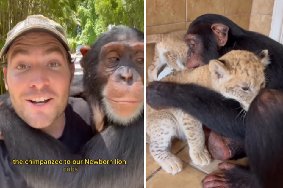 This chimpanzee cuddling with lion cubs is super sweet.