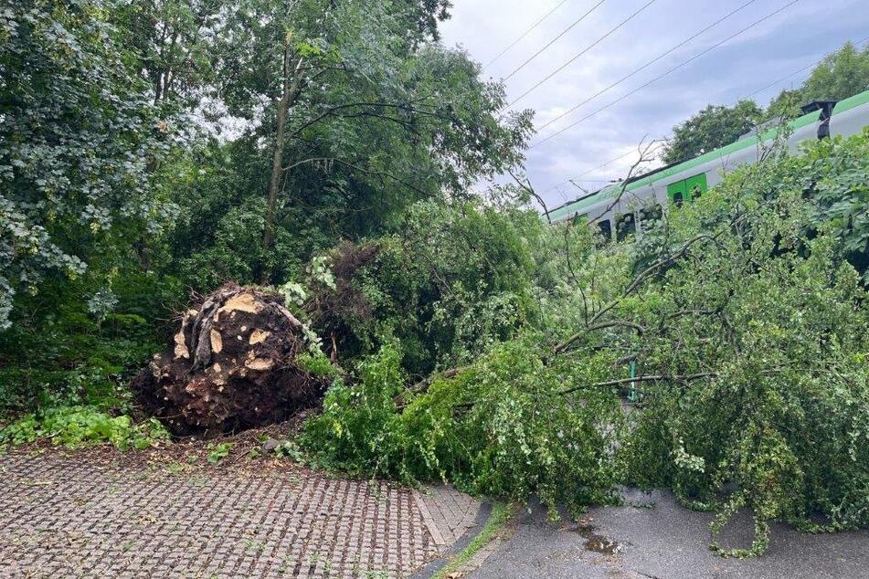 Ein umgestürzter Baum blockiert die Bahnstrecke in Essen-Gerschede.