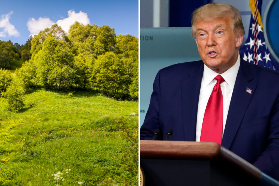 Trumps (74) neueste Äußerungen über Waldstädte und explosive Bäume lieferten im Netz Anlass zu Spott und Häme.