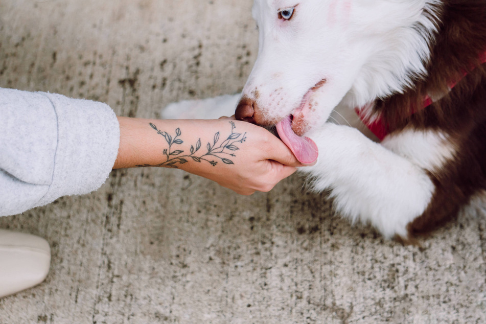 Do dogs lick us because they like the salty taste of our hands?