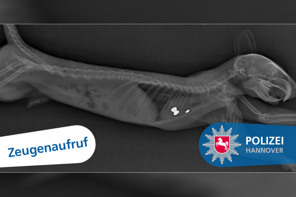 Bei Hannover wurde ein Eichhörnchen mit einer Luftdruckwaffe getötet.