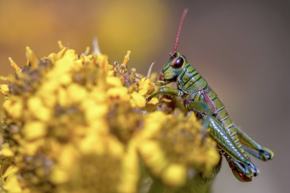 Des(s)ert locusts: researchers are working on insect-based oils