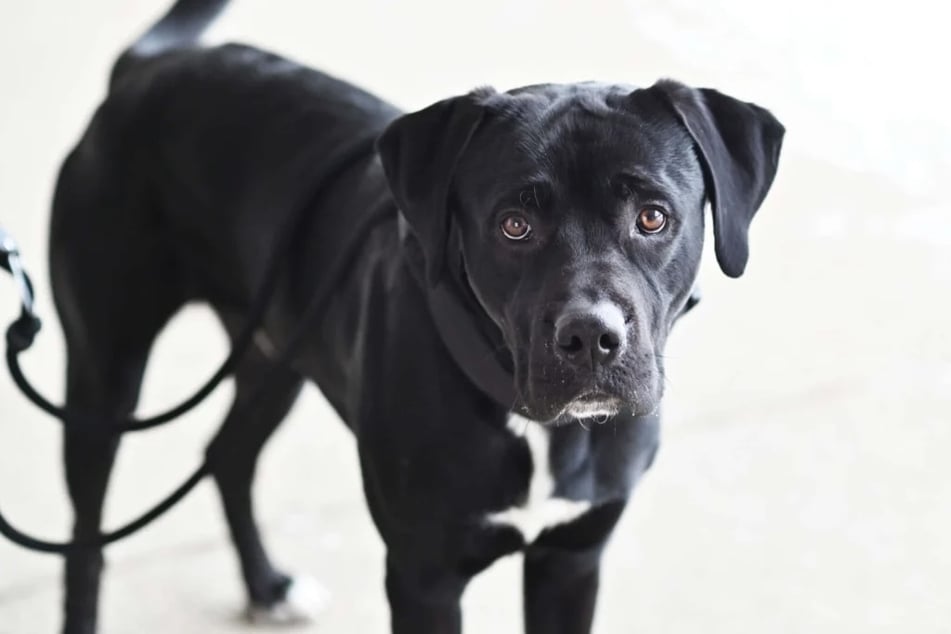 Elvis (4) chce znovu pořádně dorazit.