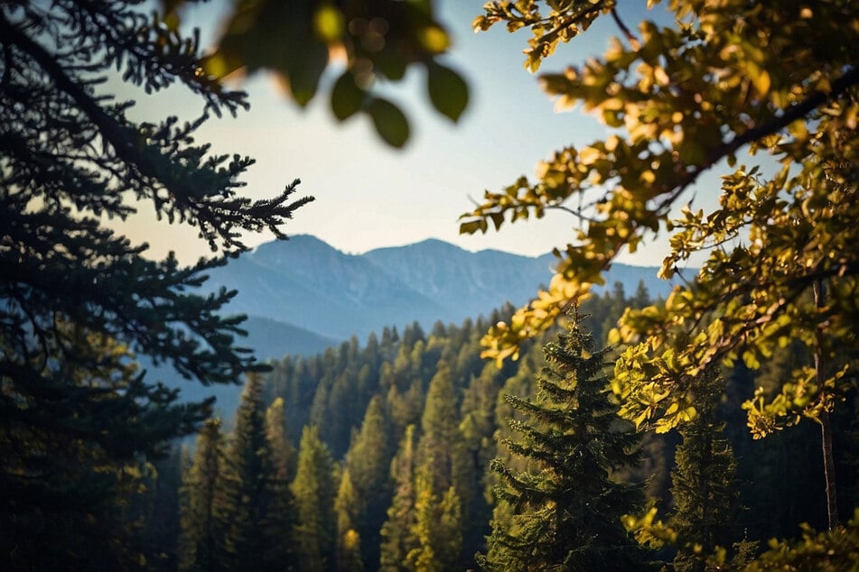 Im Dickicht des Nationalparks warteten die verirrten Kinder auf ihre Rettung. (Symbolfoto)