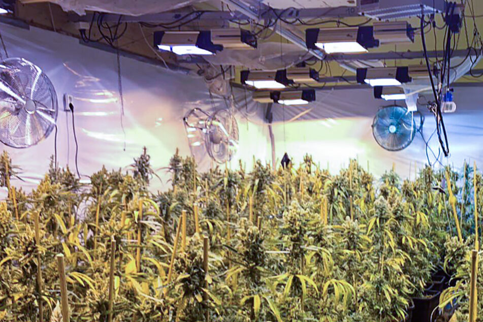 Immer wieder entdeckt die Polizei geheime Marihuana-Plantagen. (Beispielfoto)