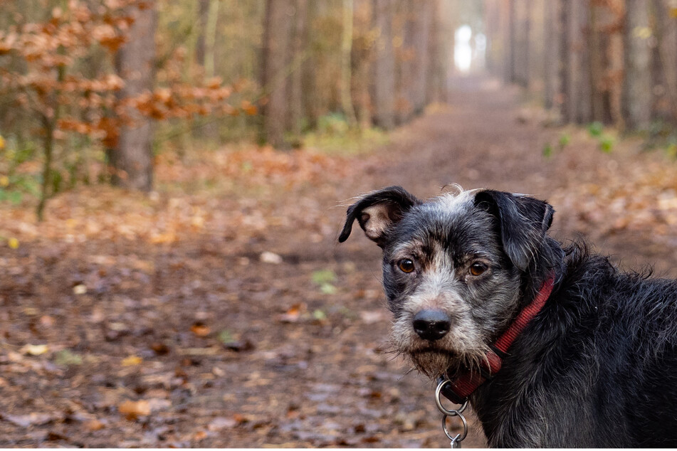 Im Herbst sollten Hunde-Besitzer beim Gassigehen besonders achtsam sein.