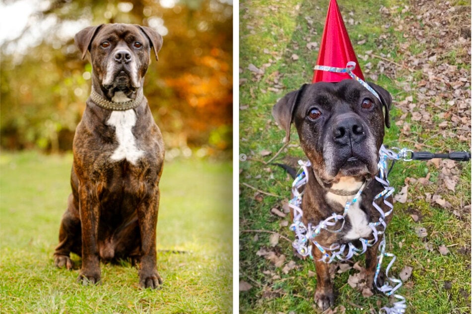 Groß und stattlich tritt Hund Sancho (9) auf, ist aber auch für so manchen Spaß zu haben.