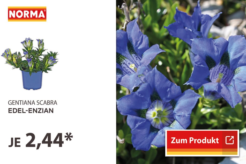 Edel-Enzian für 2,44 Euro.