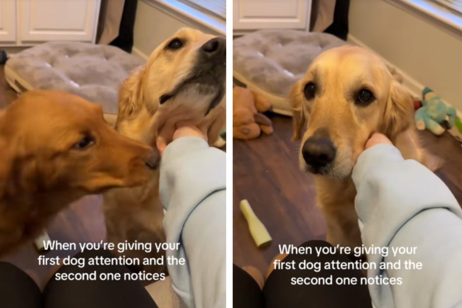 War Hündchen Finn in diesem Moment neidisch auf seinen Bruder?