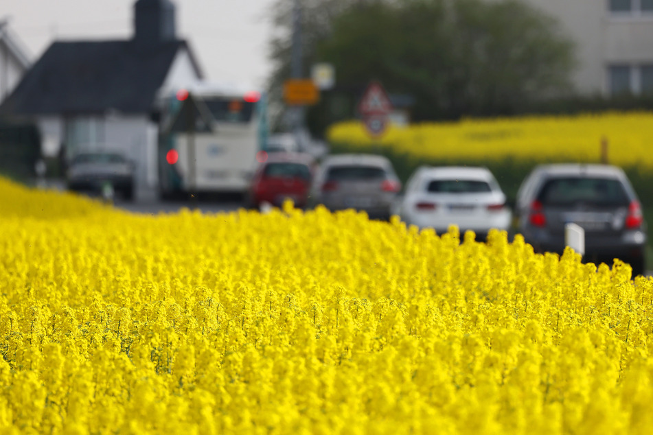 Die Rapsfelder der Landwirte in Deutschland blühen jetzt in kräftigem Gelb.
