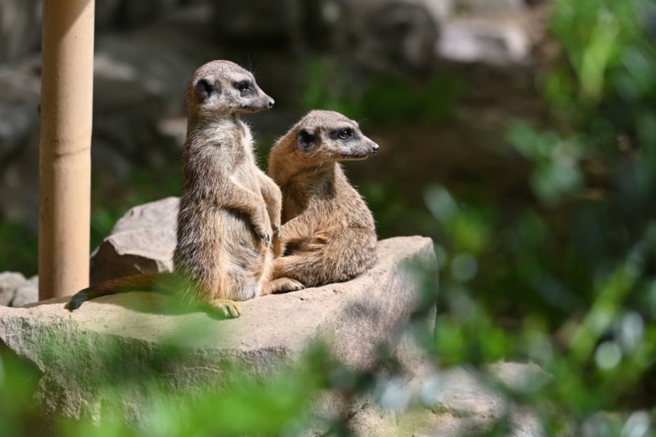 Im Tierpark Chemnitz gibt's nicht nur viele Tiere zu entdecken, sondern auch viel Wissenswertes.