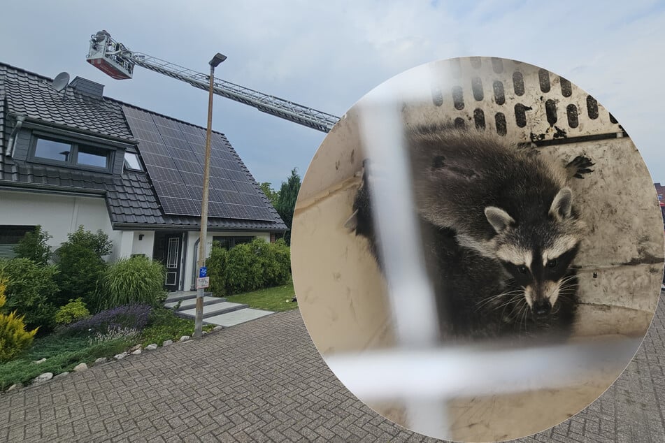 Ungewöhnliche Rettung: Waschbär-Familie steckt im Schornstein fest