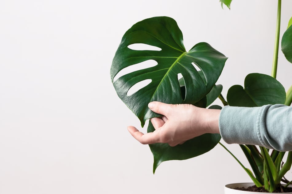 Monstera-Pflege richtig gemacht? Viele übersehen diese simplen Tricks