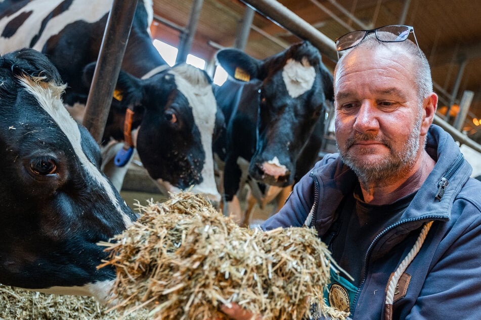Viehfutter-Notstand nach Dürre: Sachsens Bauern bangen um ihre Rinder