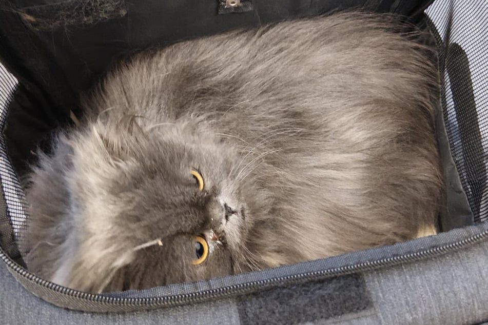 Die Katzen hatten in der engen Tasche bei winterlichen Außentemperaturen gekauert.