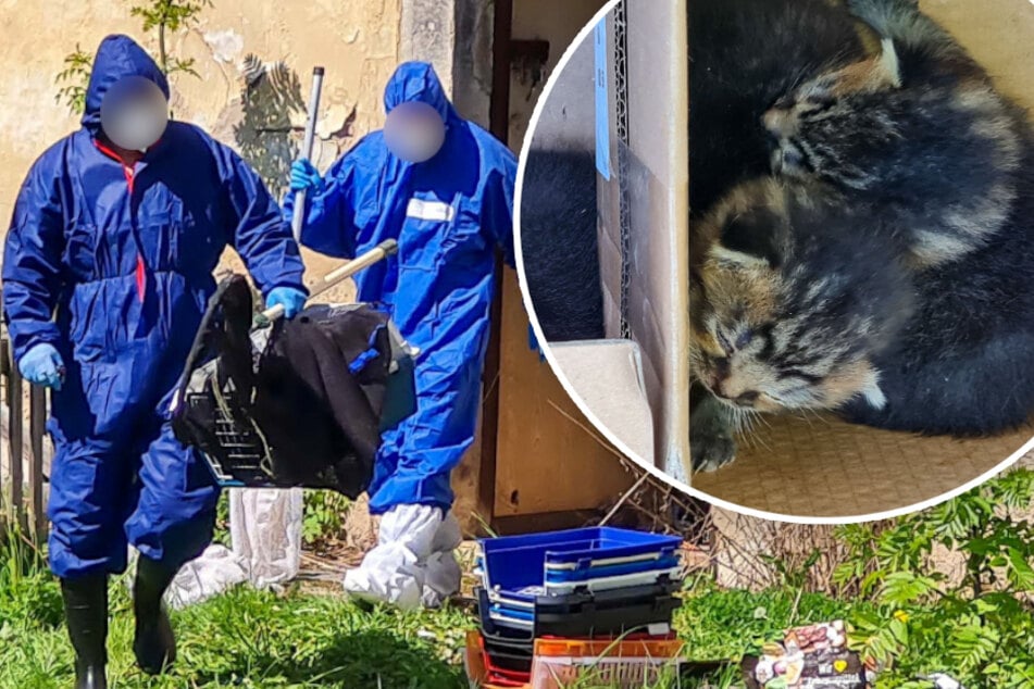 Unwürdige Bedingungen! 16 Katzen in Sachsen befreit