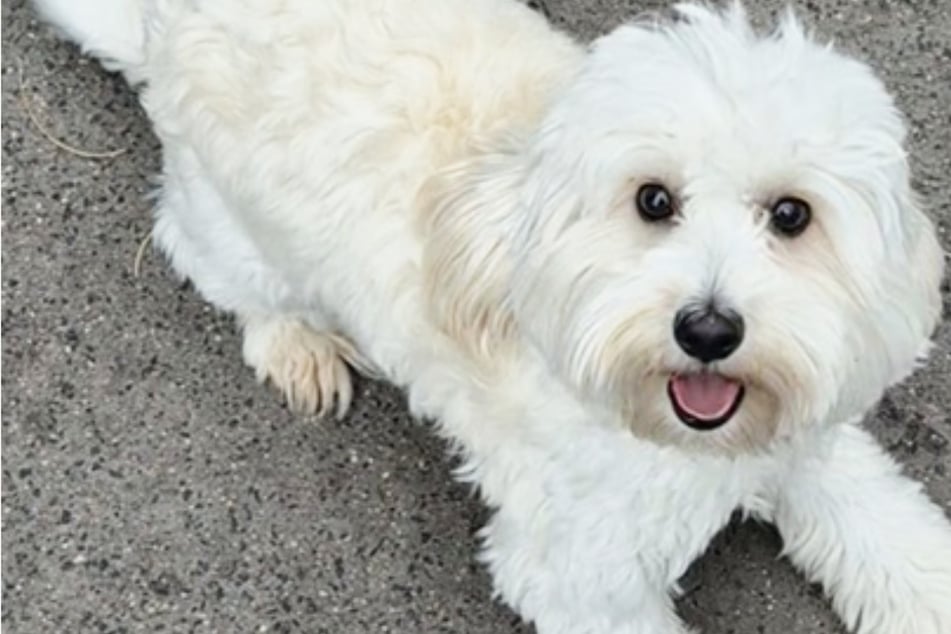 Triste, solo y sin que nadie lo extrañe: ¿Quién le dará a Rusty la vida que se merece?