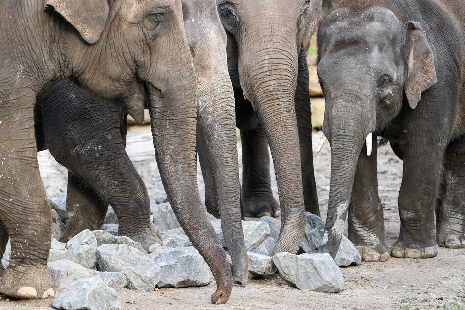 Von der Hauptstadt in die Messestadt: Der Zoo Leipzig hat nun fünf neue Elefanten-Einwohner.
