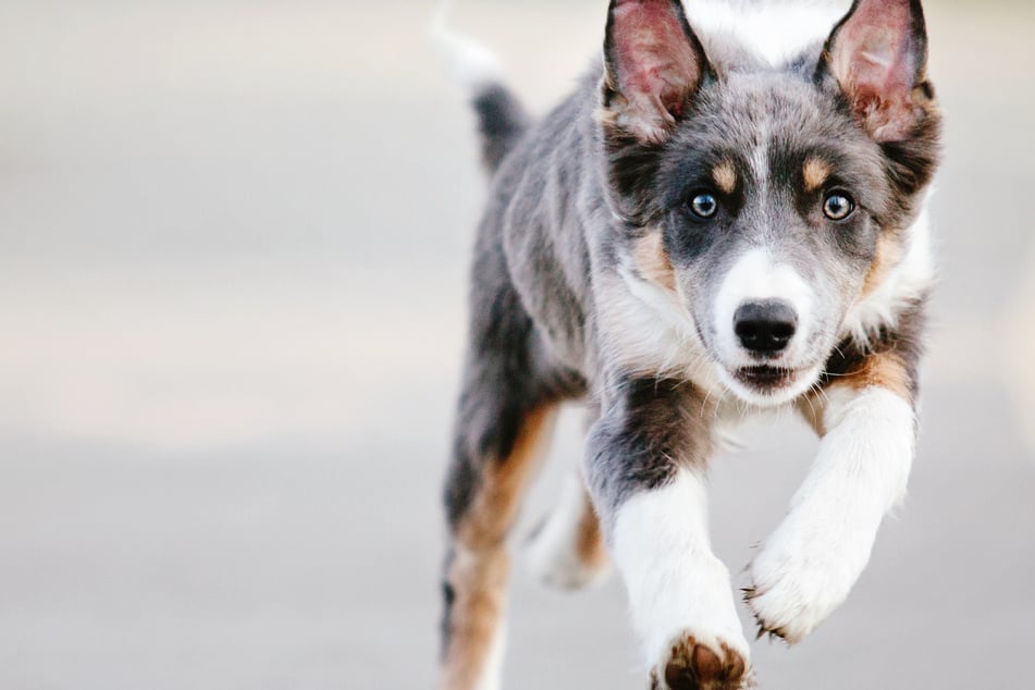 Ein frei laufender Collie sorgte am Freitag für eine kurzzeitige Sperrung der A66 bei Wiesbaden-Erbenheim. (Symbolfoto)