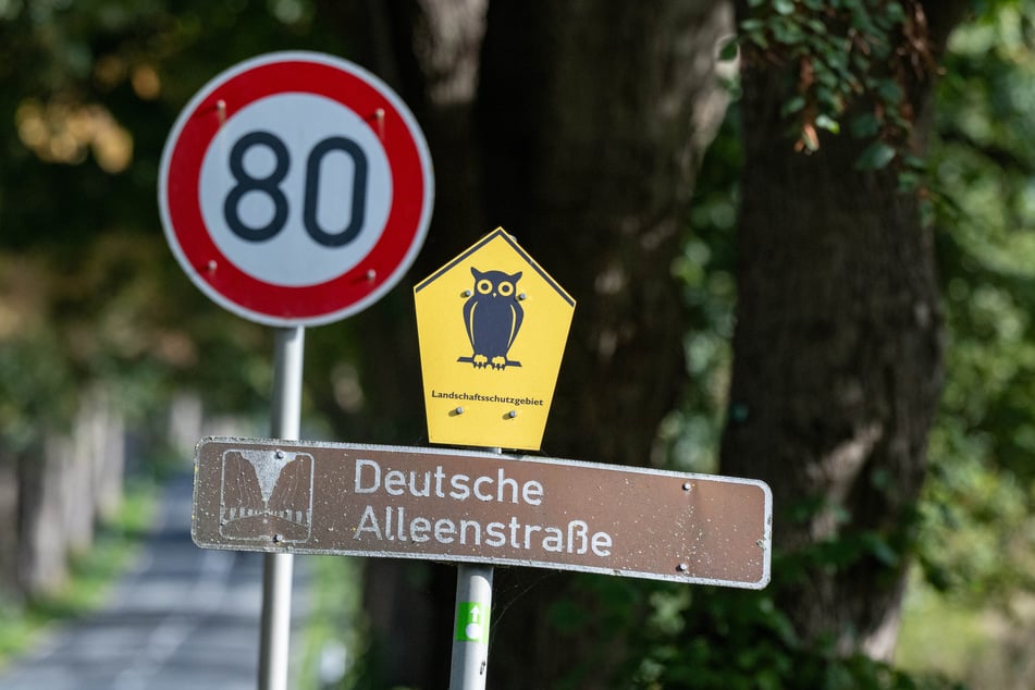 Mehr als "eine Straße, viele Bäume": Hier liegt die "Allee des Jahres"