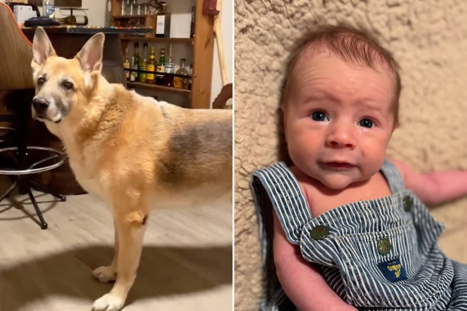Schäferhund Tucker und Baby Harlan harmonieren durchaus - nur anders als erhofft.