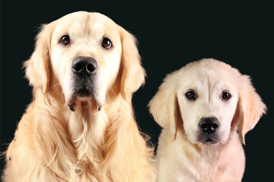 Wann gelten Hunde als erwachsen?