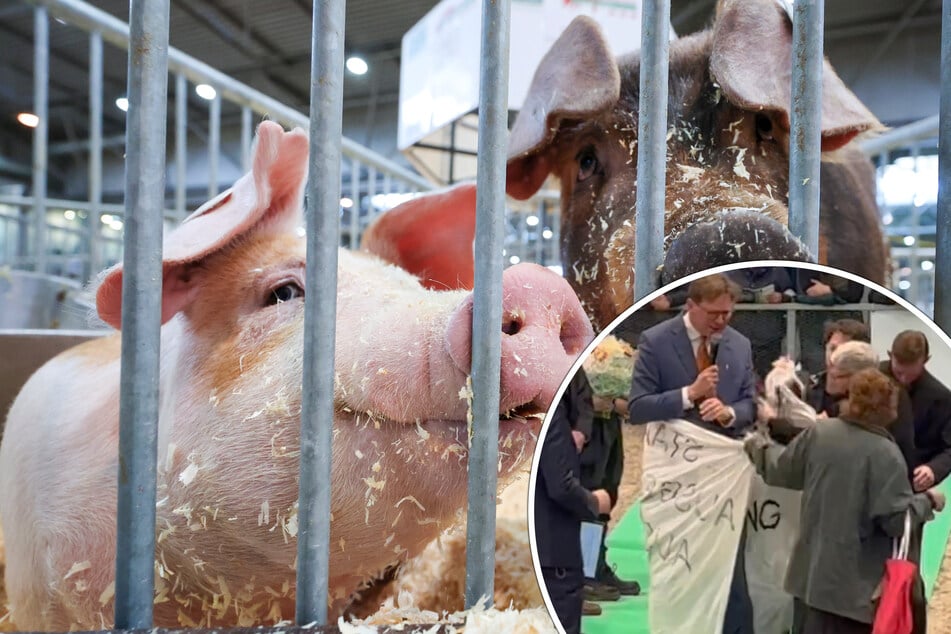 Leipzig: Eskalation bei Landwirtschaftsmesse in Leipzig: Aktivisten stürmen Tierschau