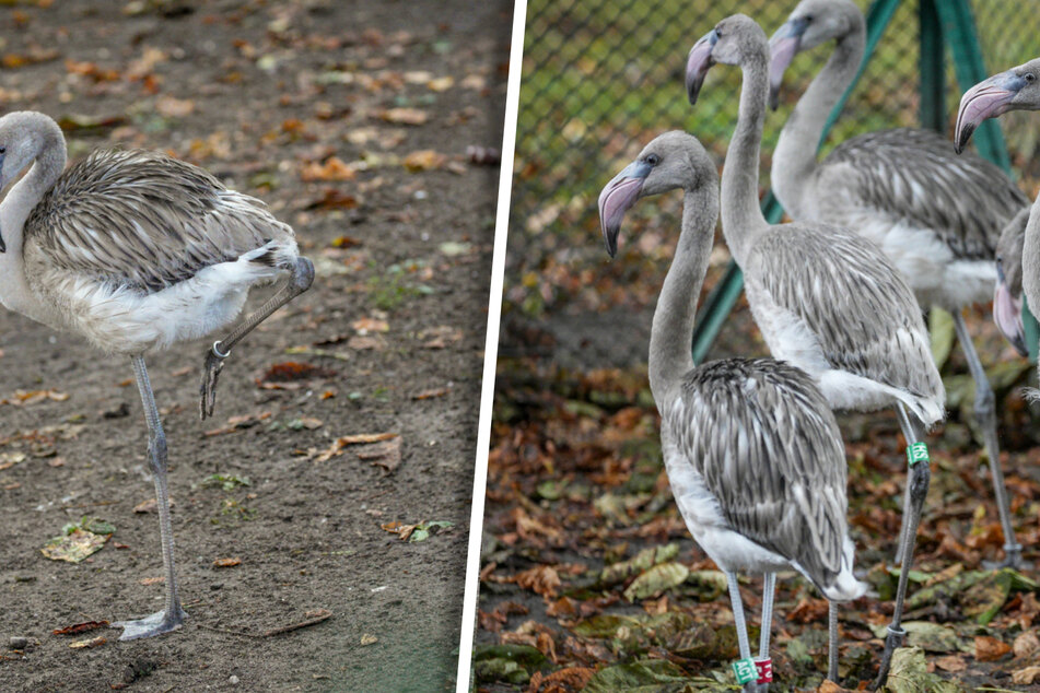 Graue Federknäuel: Kölner Zoo präsentiert acht Flamingos-Küken