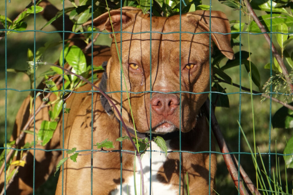 Der Pitbull spielte zuvor oft mit seinem Opfer (Symbolbild).