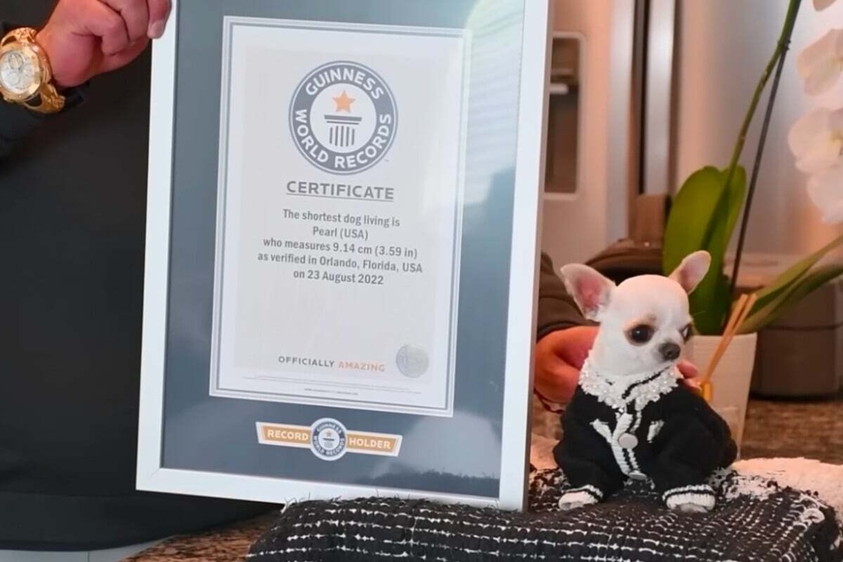 2020 wurde Pearl zum kleinsten Hund der Welt gekürt.