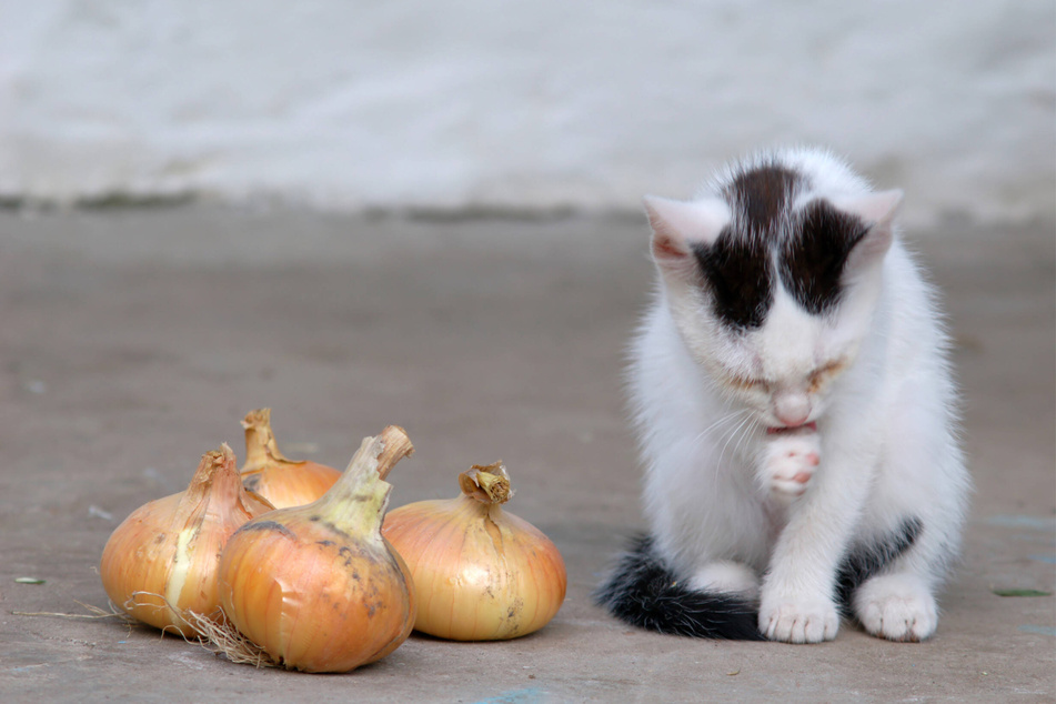 Cats hate the smell of onion, and will often react very badly to having them around.