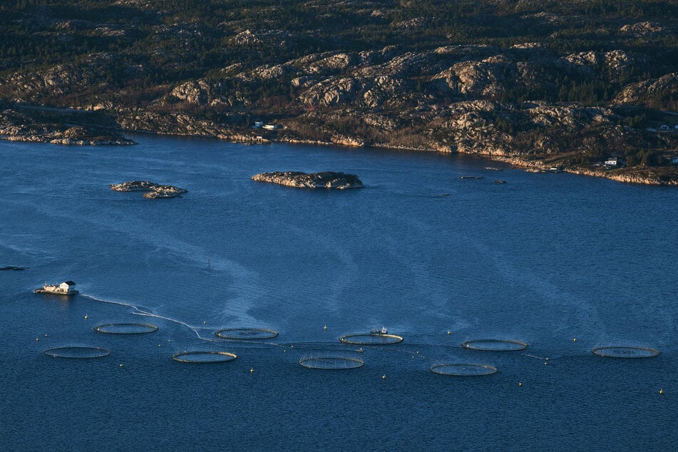 Mitten in Norwegens idyllischen Fjorden liegen Tausende Netzgehege für Zuchtlachs. Umweltforscher warnen vor massiven Folgen für die empfindlichen Meeresökosysteme. (Symbolfoto)