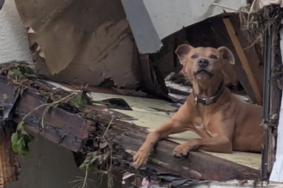 Catástrofe de inundación lo convierte en huérfano, pero afortunadamente el perro Superman puede ser rescatado