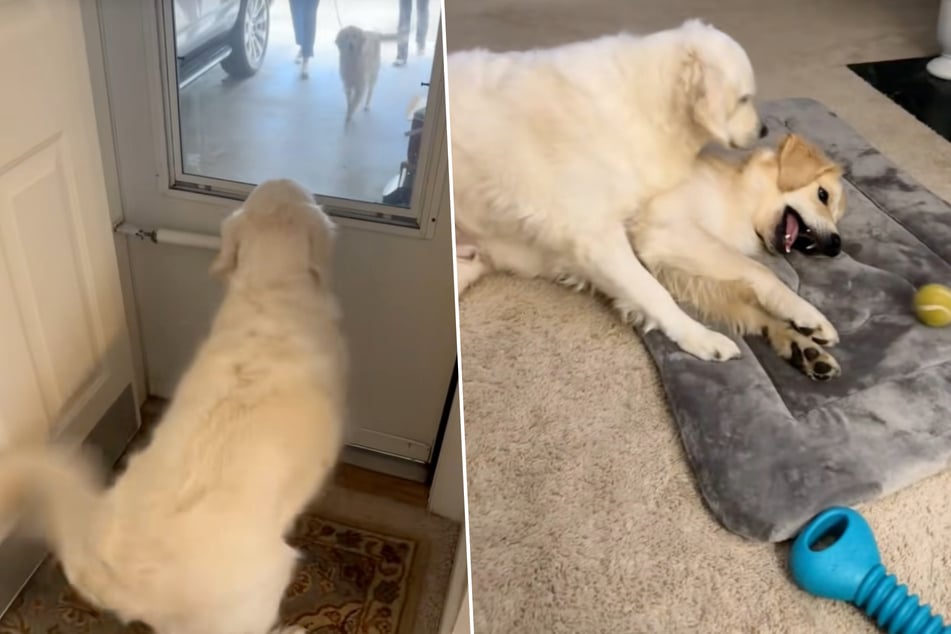 Golden-Retriever-Dame Sadie Mae freute sich wahnsinnig, als sie Rio sah. Heute sind beide Hunde beste Freunde.