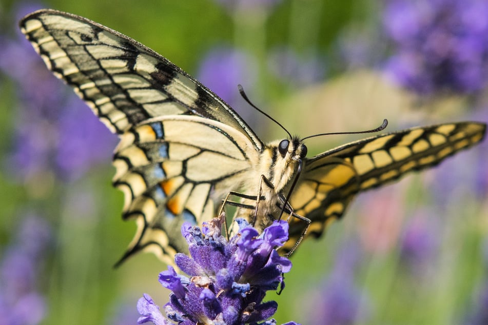 Mit Lavendel Schmetterlinge anlocken? Der Schwalbenschwanz freut sich über Nektar.