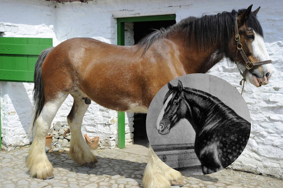 There are many tall horses in the world, but the Shire horse takes the ticket!