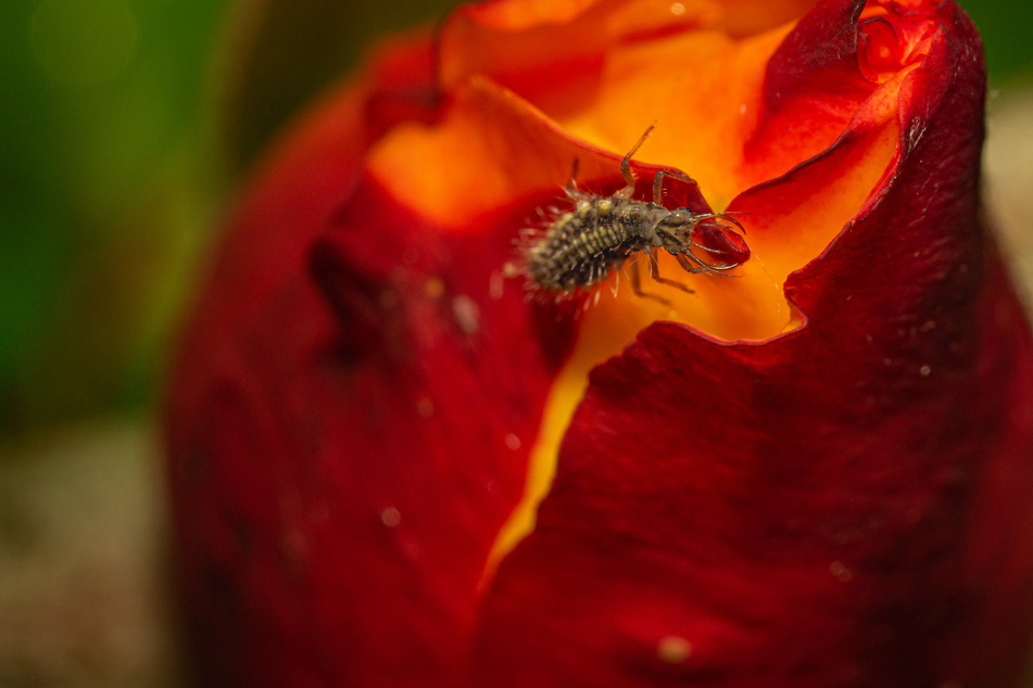 Auch wenn der Gedanke, sich noch mehr Insekten ins Haus zu holen, erstmal befremdlich wirkt, so sind Nützlinge wie Florfliegenlarven sehr effektiv bei der Bekämpfung der Thripse.