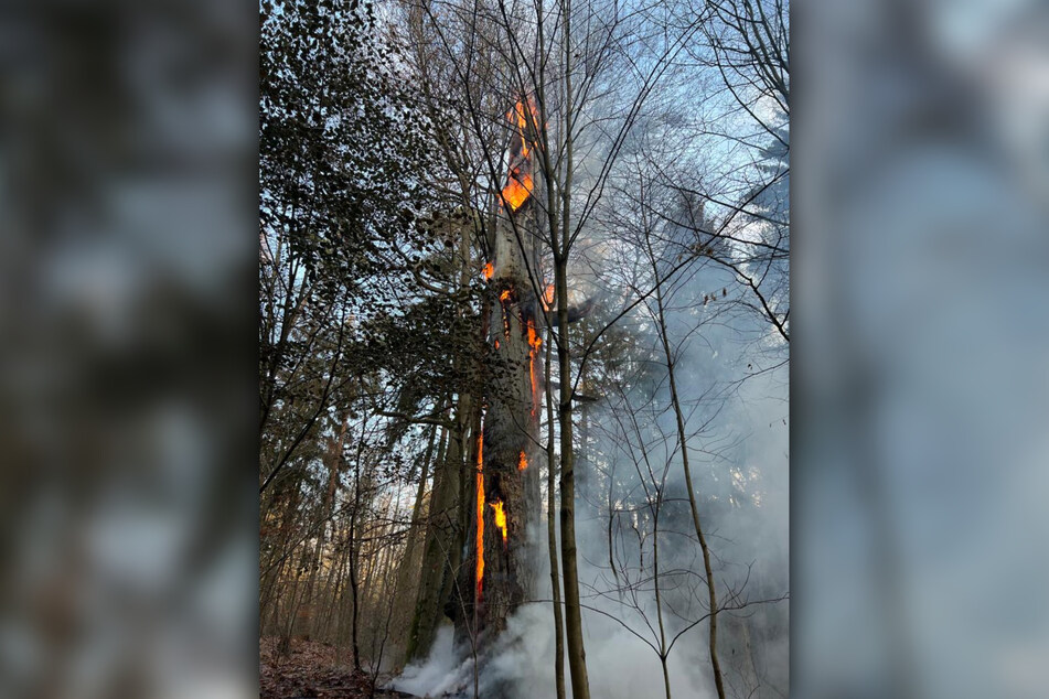 Der erste der beiden brennenden Bäume war knapp zehn Meter hoch.
