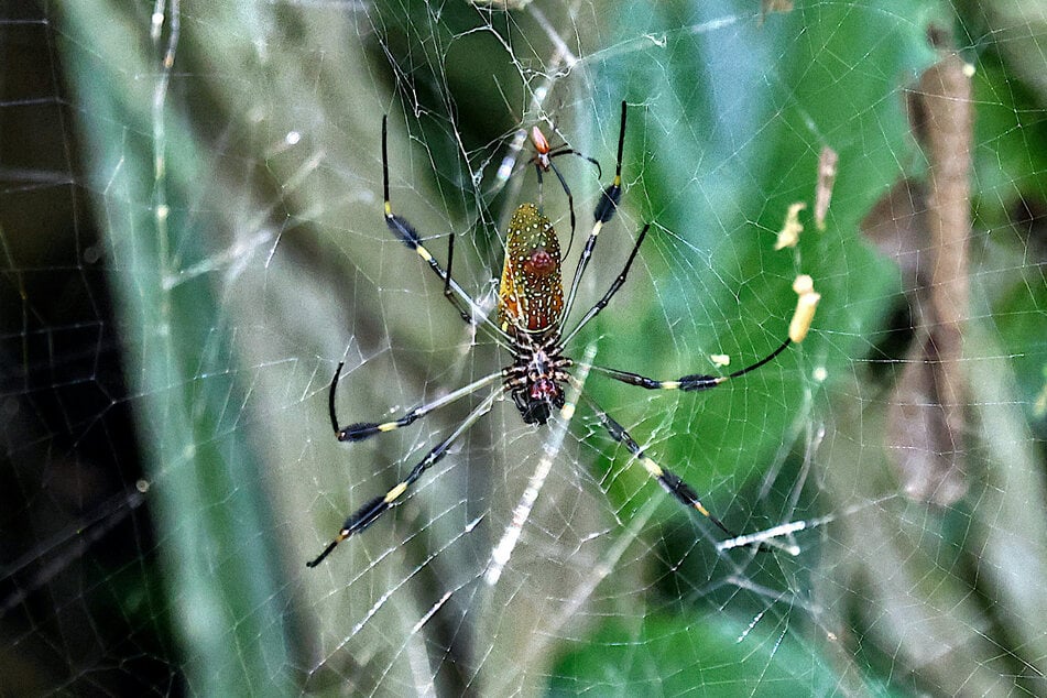 Die Joro-Spinne gehört zur Familie der Seidenspinnen. (Symbolbild)