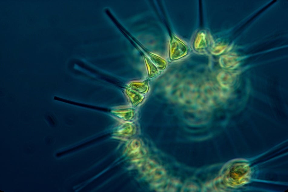 Boyer calls it a "synergistic process" between penguins and phytoplankton (pictured) that supercharges aerosol production in the region.