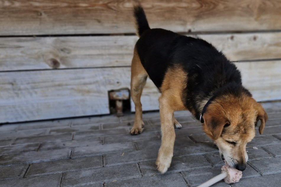 Sächsische Tierheime müssen Notbremse ziehen: "Androhung von Aussetzen und Euthanasie"