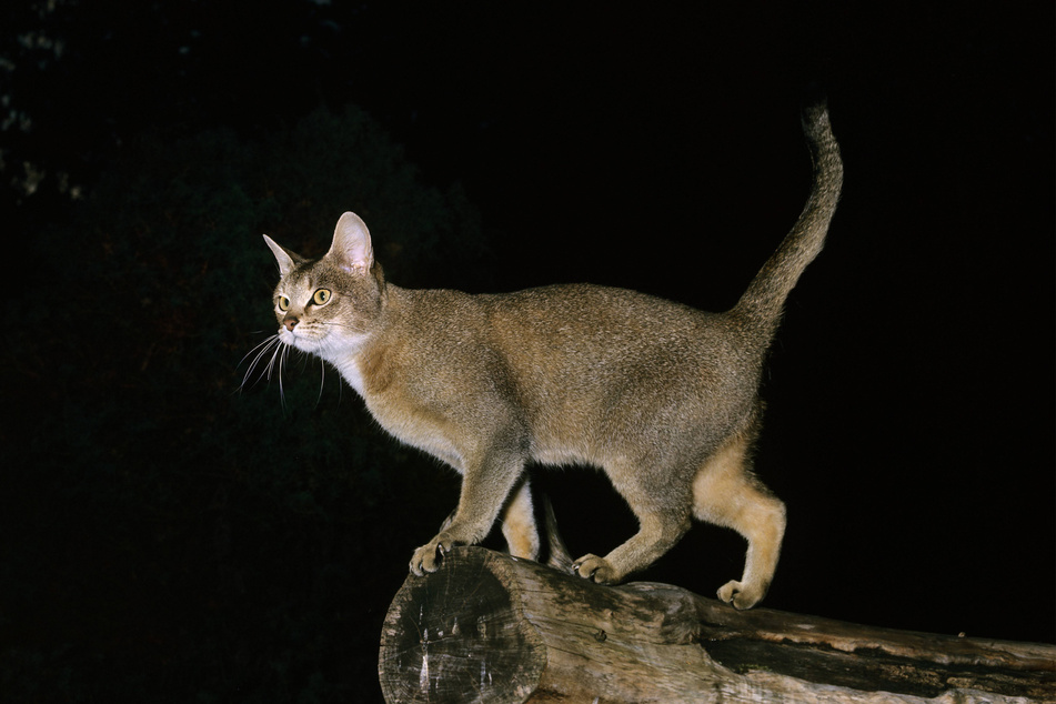 Abyssinians are wild for domesticated cats known for their athleticism.