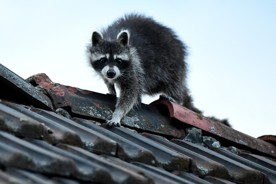 Für Naturschützer hat sich aber auch der Waschbär in mehr als 50 Jahren gut in die deutsche Natur integriert.