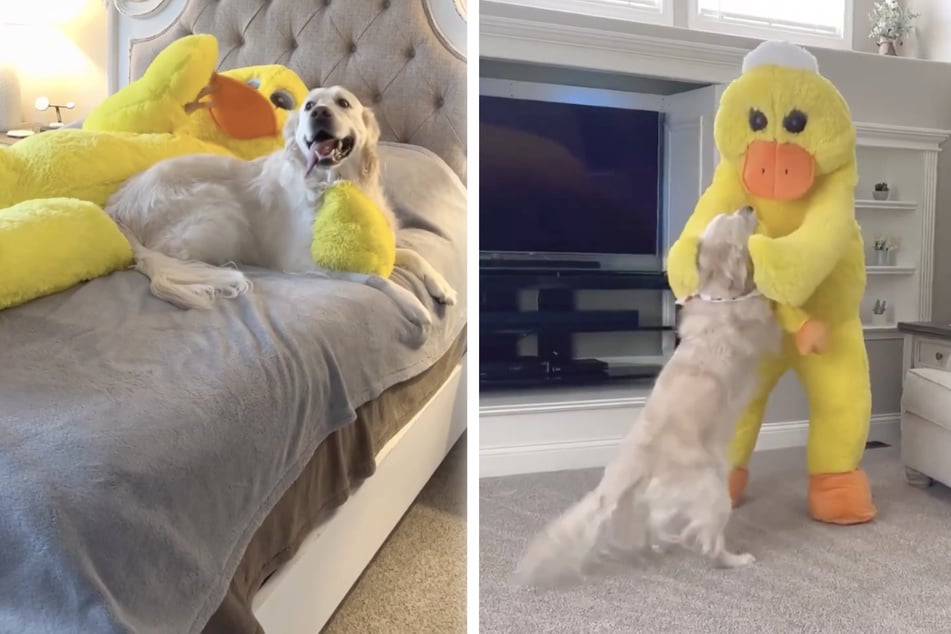 This dog's reaction to a giant version of his favorite toy is just too sweet!
