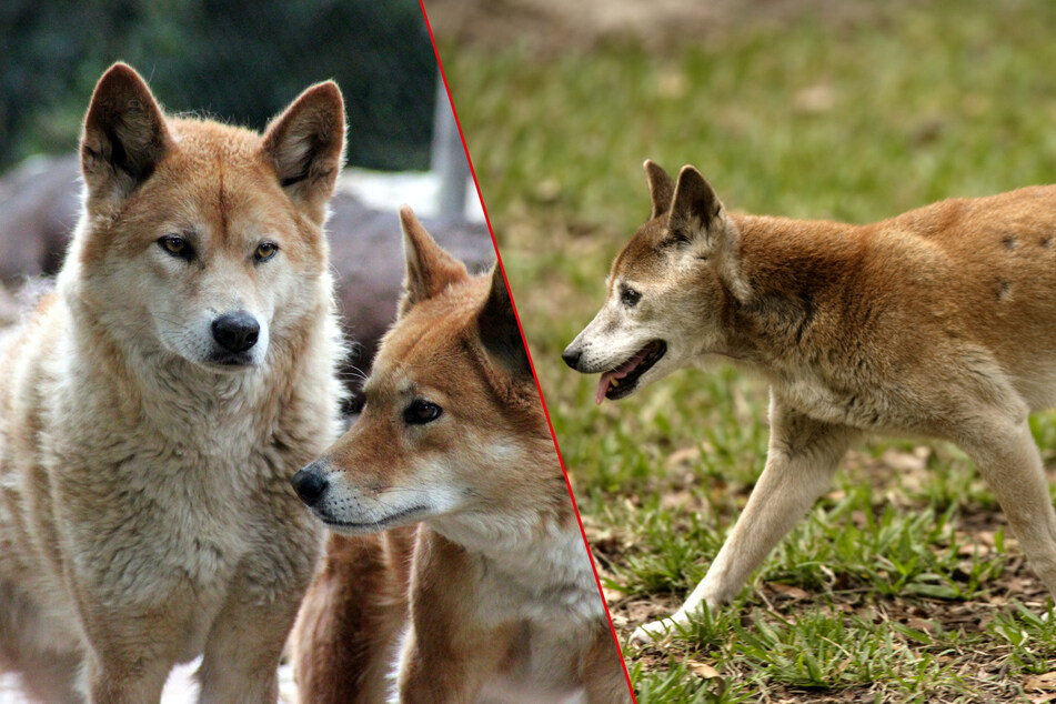 Spot the difference: Dingoes and New Guinea singing dogs are very similar, and closely related animals.
